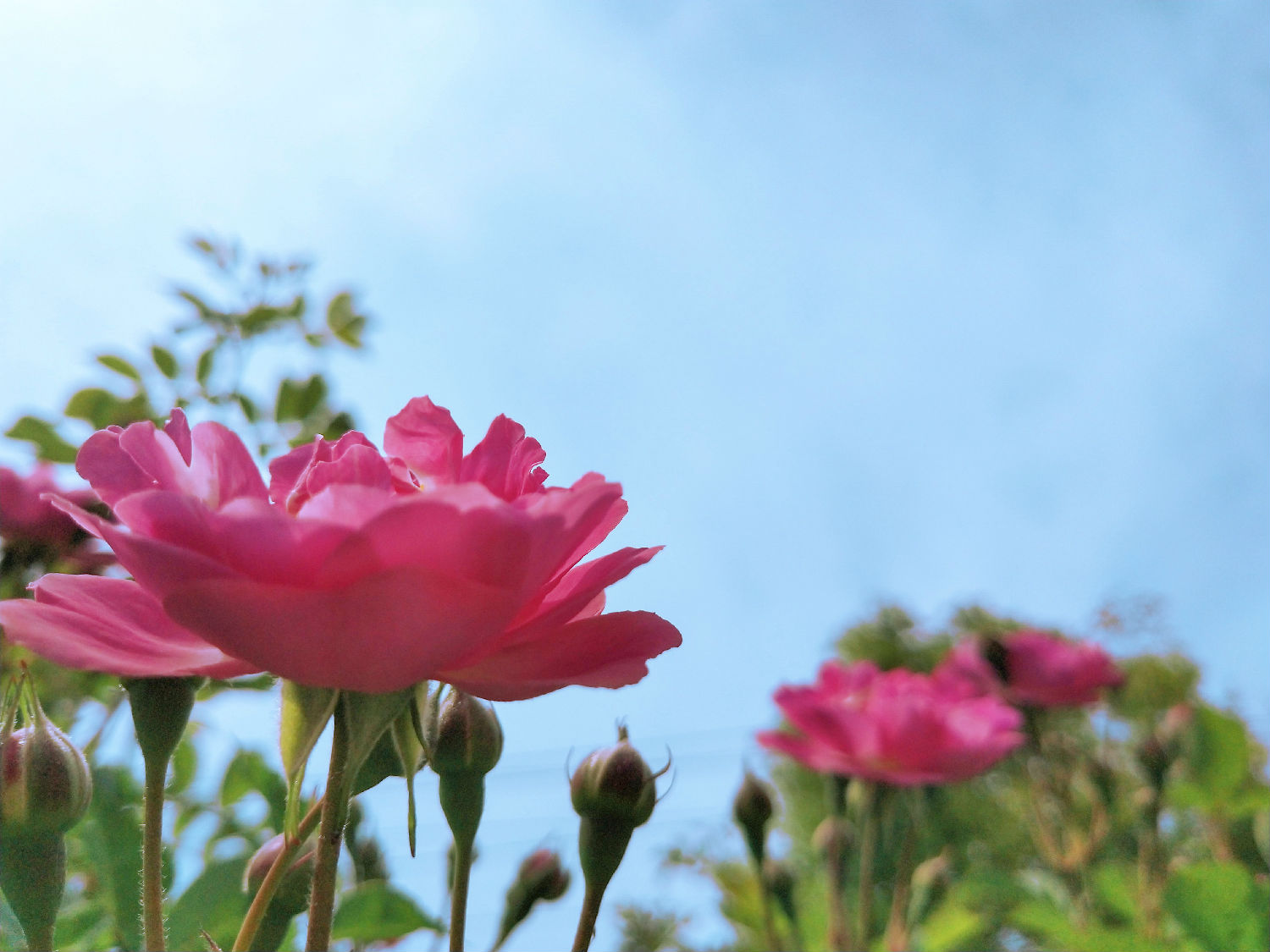 花1.jpg 花1.jpg